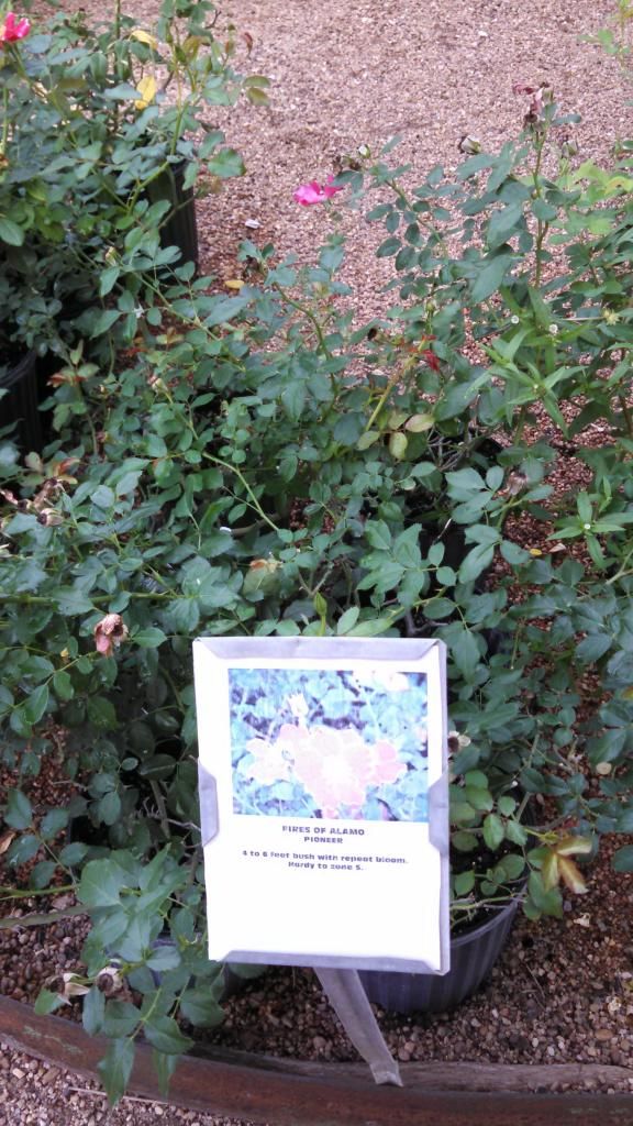 fires of alamo photo IMG_20140924_102255_515.jpg